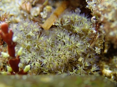 Themiste pyroides