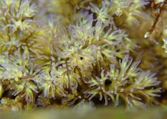 Themiste pyroides
