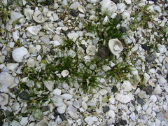 Isolepis cernua cernua