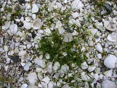 Isolepis cernua cernua