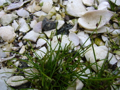 Isolepis cernua cernua