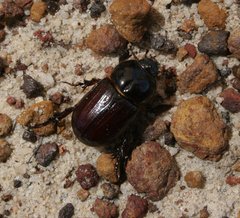 Semanopterus