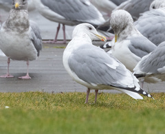 Larus argentatus × glaucescens