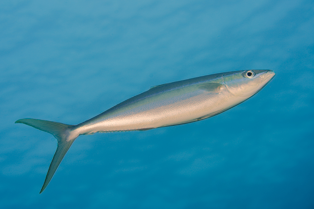 macarela salmón