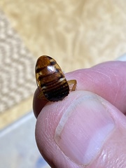 Periplaneta australasiae