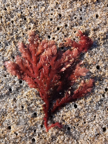 Plocamium cirrhosum observed 2021-11-27