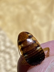 Periplaneta australasiae