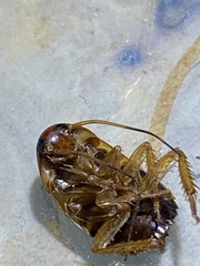 Periplaneta australasiae