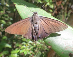 Phocides pigmalion