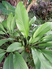 Curcuma