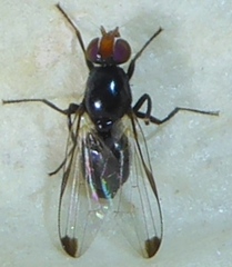 Seioptera