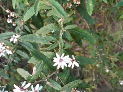 Olearia phlogopappa