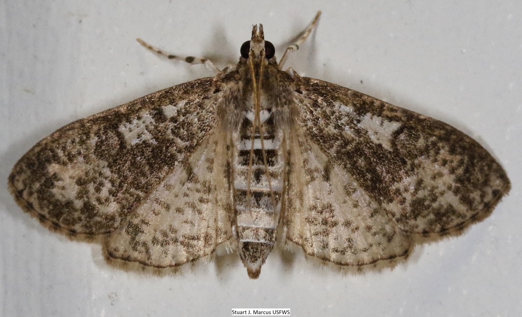 Splendid Palpita Moth