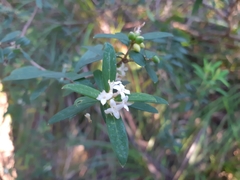 Pimelea drupacea