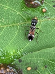Caridops globicollis