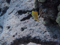 Forcipiger