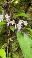 Streptocarpus parviflorus