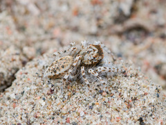 Yllenus uiguricus