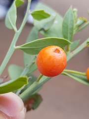Osyris lanceolata