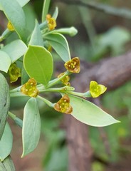 Osyris lanceolata