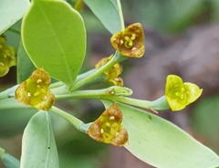 Osyris lanceolata
