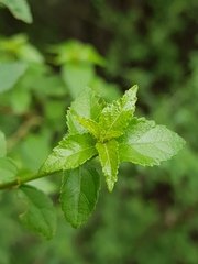 Acalypha glabrata