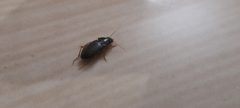 Harpalus