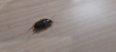 Harpalus