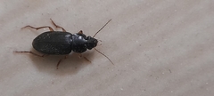 Harpalus