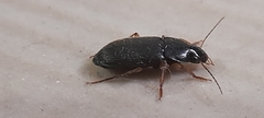 Harpalus