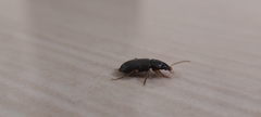 Harpalus