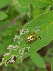 Conchyloctenia hybrida