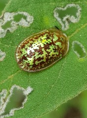 Conchyloctenia hybrida