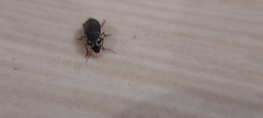 Harpalus