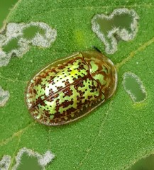 Conchyloctenia hybrida