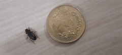 Harpalus