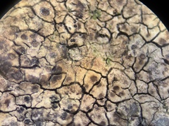 Ionaspis lacustris