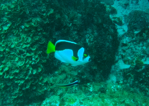 Ballina Angelfish