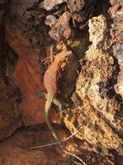 Varanus pilbarensis