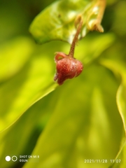 Pseuduvaria luzonensis