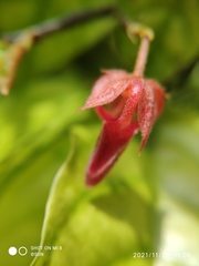 Pseuduvaria luzonensis