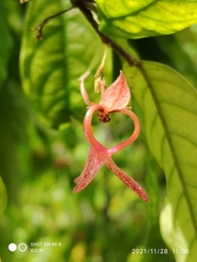 Pseuduvaria luzonensis