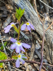Scaevola aemula