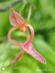 Pseuduvaria luzonensis