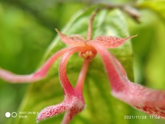 Pseuduvaria luzonensis
