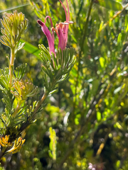 Adenanthos