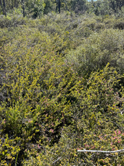 Adenanthos