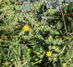 Berkheya rigida