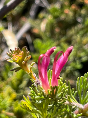 Adenanthos