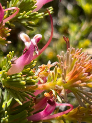 Adenanthos